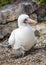 Closeup of Nazca booby parent with open beak and baby seated on ground