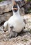 Closeup of Nazca booby parent with open beak and newborn baby bird seated on ground