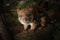 Closeup of a near threatened tiger quoll or spotted quoll looking at the camera in the wild