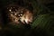 Closeup of a near threatened tiger quoll or spotted quoll in the wild