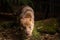 Closeup of a near threatened tiger quoll or spotted quoll in the wild