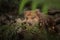 Closeup of a near threatened tiger quoll or spotted quoll in the wild