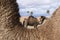 Closeup of the neck of a camel dromedary with a blurred camel in the background