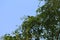 Closeup of neem tree with blue sky background