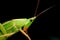closeup of Neoconocephalus genus green katydid or long horned coneheaded grasshopper