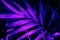 Closeup of neon light palm leaf on dark background. Purple exotic jungle foliage layout. Nightlife vibrant floral texture