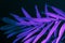 Closeup of neon light palm leaf on dark background. Purple exotic jungle foliage layout. Nightlife vibrant floral texture