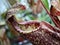 Closeup of nepenthes