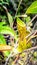 Closeup of Nepenthes in the wild. Carnivorous plant.