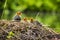 Closeup of a nest with Eurasian coot, Fulica atra, chicks
