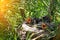 Closeup of a nest made by clay mud birds of branches and dry grass in which little gray chicks are sitting with young feathers and