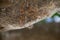 Closeup from a nest of the oak caterpillar see hairs from insect