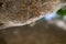 Closeup from a nest of the oak caterpillar see hairs from insect