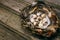 Closeup nest with Quail eggs and feather on rustic board