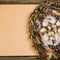 Closeup nest with quail eggs and feather beside sheet of paper for text on wood background