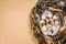 Closeup nest with quail eggs and sheet of paper for tex