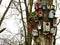 Closeup of Nesting-Boxes in truncated Tree