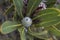 Closeup of a new bloom of the Protea