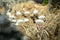 Closeup new born crocodiles out of the broken eggs on the nest