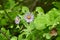 Closeup of New England Aster (Symphyotrichum novae-angliae) along Water’s Edge Trail