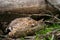 Closeup newborn fallow deer fawn hidden next to tree trunk and fallen branches.