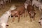 Closeup of newborn mangalica mangalitza mangalitsa piglets