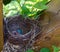 Closeup of Newborn Robins in the springtime