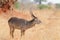 Closeup of a nice male Waterbuck