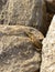 Closeup of Nile Monitor hidden in the rocks