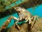 Closeup of a Noble crayfish in a lake under the lights in Germany