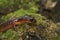 Closeup on nominate endemic Ensatina eschscholtzii eschscholtzii salamander, Big Sur National Park, South California