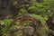 Closeup on nominate endemic Ensatina eschscholtzii eschscholtzii salamander, Big Surr National Park, South California