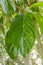 Closeup Of Noni Leaf