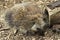 Closeup of North American adult porcupine