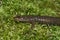 Closeup on a North American blackbelly dusky salamander, Desmognathus quadramaculatus on green moss