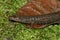 Closeup on a North American blackbelly dusky salamander, Desmognathus quadramaculatus on green moss