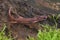 Closeup on the North American Ensatina eschscholtzii salamander, sitting on green moss