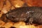 Closeup of a North American mole salamander (Ambystoma talpoideum) on dried brown leaves