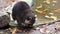 Closeup of a north american raccoon eating food, zoo animal feeding, tropical animal specie from north America