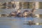 Closeup of North American river otters (Lontra canadensis) in water