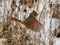 Closeup of a Northern cardinal brown, cardinalis cardinalis opening its wings in frozen vegetation