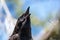 A closeup of a northern crow face.