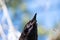 A closeup of a northern crow face.