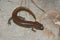 Closeup of a northern dusky salamander, Desmognathus fuscus on a rock