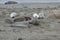 Closeup of Northern Elephant Seals resting on a beach