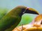 Closeup of northern emerald toucanet in the cloud forest in Alajuela, Costa Rica