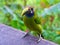 Closeup of northern emerald toucanet in the cloud forest in Alajuela, Costa Rica