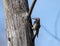 Closeup Northern Flicker (Colaptes aurtus) at nest, Canada