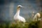 Closeup of the northern gannets, Morus bassanus on the grass.