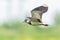 Closeup of a northern lapwing, Vanellus vanellus, bird in flight